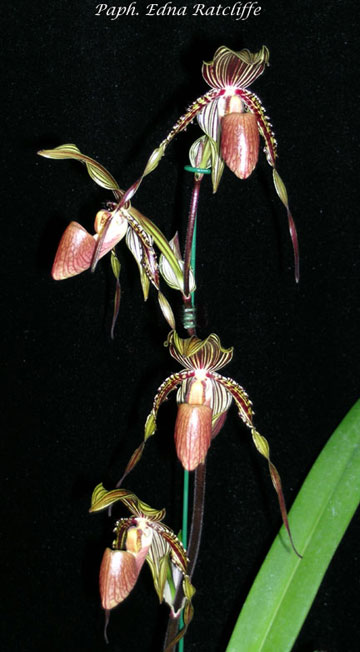 Paph Edna Ratcliffe-paph-edna-ratcliffe-5x9-jpg