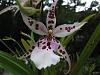 Beallara Peggy Ruth Carpenter in bloom-flower09-jpg