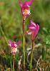 Dragon Mouth Orchid-arethusa-bulbosa-jpg