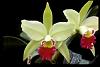An Offer of Free Orchids-4462blcgreenwichelmhurstamaos-jpg