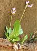 Is this plant a wild orchid?-img_6401a-jpg