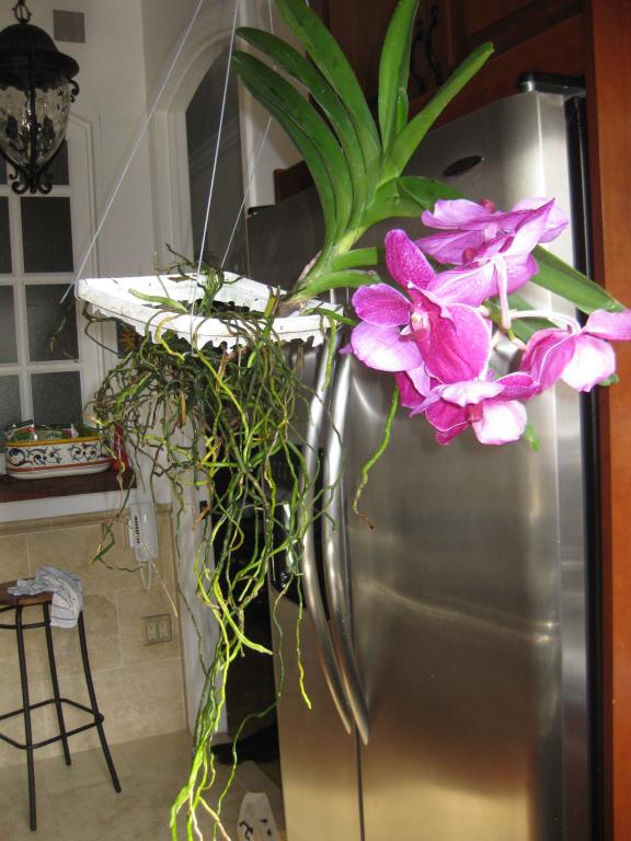 http://www.orchidboard.com/community/attachment.php?attachmentid=38291&d=1257442099