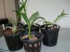Dendrobium Keikis repotted-dsc01259-jpg