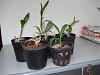 Dendrobium Keikis repotted-dsc01260-jpg