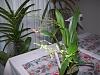 Niagara Region Orchid Scosiety show haul.-060-jpg