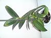 Dendrobium Resting Period?-p16-11-09_15-59-jpg