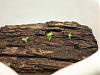 Cattleya Protocorms on Bark-intprot1-jpg