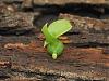 Cattleya Protocorms on Bark-intprot4-jpg