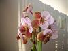 Euanthe sanderiana + Bulbophyllum roxburghii-euanthe-002-jpg