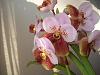 Euanthe sanderiana + Bulbophyllum roxburghii-euanthe-003-jpg