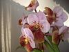 Euanthe sanderiana + Bulbophyllum roxburghii-euanthe-004-jpg