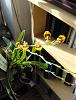 My first blooming of Sigmatostalix coastaricensis-hpim0705-jpg