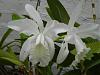Cattleya intermedia var alba?  Or C. snow queen?-white-2-1-jpg