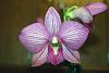Dendrobium Phalaenanthe NOID-flower2-jpg