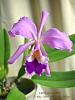 Cattleya jenmanii- first bloom-cattleya-jenmanii-copyright-jpg