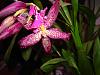 what's up with Beallara's funny flower?-dsc01725-jpg