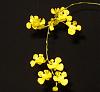 Oncidium cheirophorum-p1010044a-jpg