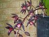 cym. australian midnight 'Gowrie'-midnit-jpg