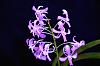 Another of my Neostylis hybrids-orchid-photos-1025-jpg