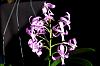 Another of my Neostylis hybrids-orchid-photos-1027-jpg