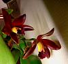 Cattleya chocolate drop-chocolatedrop2-jpg