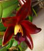 Cattleya chocolate drop-chocolatedrop1-jpg