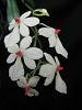Aerangis luteo-alba var rhodostica in bloom!-aerangis-rhodostica-2-jpg