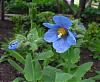 Himalayan Blue Poppy-meconopsis-betonicifolia3-jpg