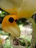 Stanhopea embreei-stan-embreei-3-jpg