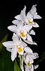 coelogyne marmorata or any warm coelogyne growing tips needed-coelmorreana-jpg