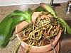 Should I repot these orchids with root rot?-p1010156-jpg