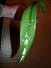 Mealybugs on Cattleya?-bugs_01-jpg