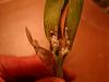 Mealybugs on Cattleya?-bugs_04-jpg