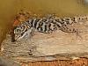 some reptiles of mine...-bynoes-gecko-jpg