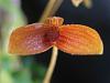 Bulbophyllum ovalifolium-bulbo_ovalifolium_2010-jpg