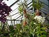 Greenhouse survives moms care....blooms everywhere!-flowers-001-jpg