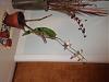 Dendrobium Flowers look poor/ unhealthy-p1130025-jpg