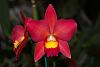 Miniature Cattleyas-orchid-photos-1039-jpg