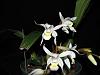 Coelogyne mossiae-firstflowers-jan2010-jpg