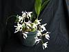 Coelogyne mossiae-14flowers-jan2010-jpg