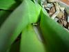 Nasty black and yellow spot at base of leaf. Phalaenopsis-dsc01170-jpg
