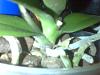 trouble shooting my orchids for root rot, etc-img01018-jpg
