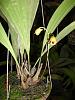 Bifrenaria stefanae-bifrenaria-stefanae-1-jpg