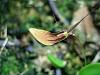 Restrepia trichoglossa-imgp7813-sm-jpg