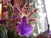 Don't want to kill another Zygopetalum...-100_3012-jpg