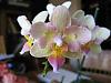 Unidentified Home Depot Phalaenopsis-yellow-flower-2-web-jpg