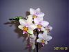 Unidentified Home Depot Phalaenopsis-s4021024-2-quik-fix-reduced-jpg