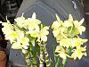 New to Dendrobium growing - are these flower buds?-orchids-dendrobium-005-jpg