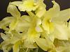 New to Dendrobium growing - are these flower buds?-orchids-dendrobium-006-jpg