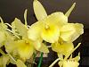 New to Dendrobium growing - are these flower buds?-orchids-dendrobium-008-jpg